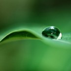 Philosophy and the Mind of an Angry Ant