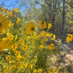 Wildflowers to be Found